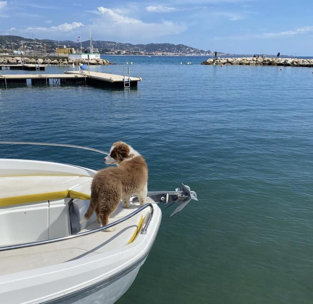 aller sur la cote d azur avec chien blog