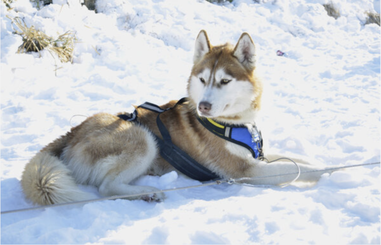 article chien équipements neige