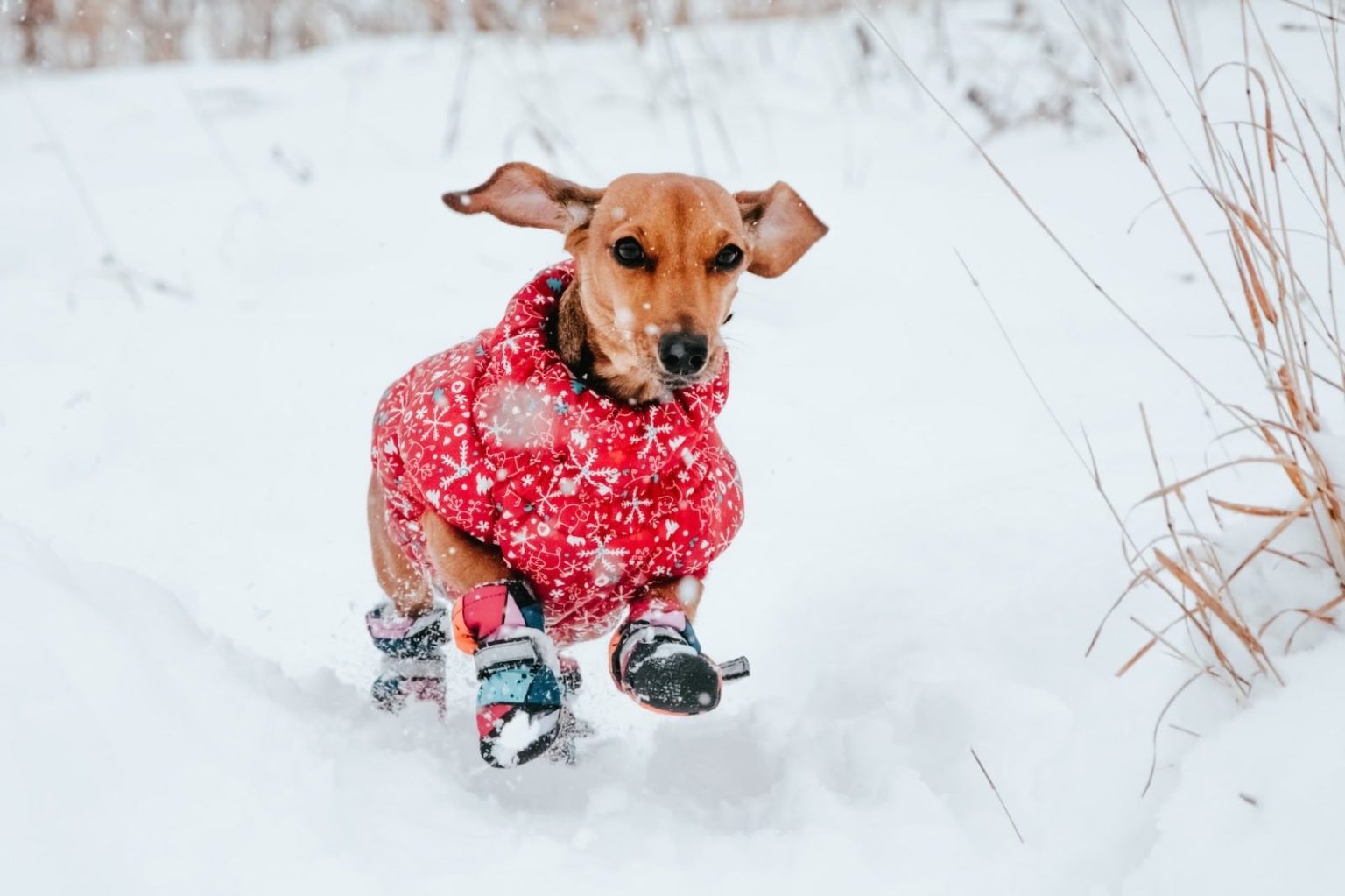 Les accessoires indispensables pour un chien à la Montagne