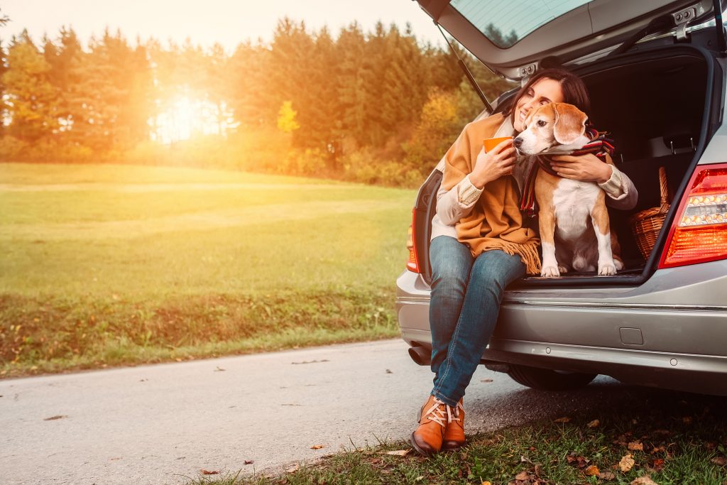 voyager avec son chien en voiture