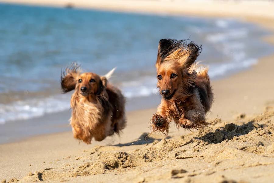 bordeaux avec son chien blog