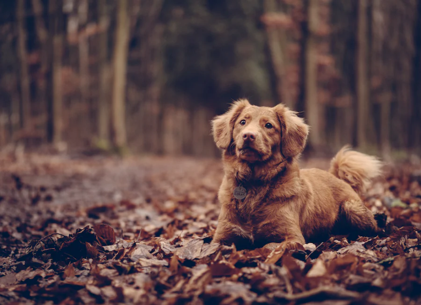 bourgogne chien photo blog