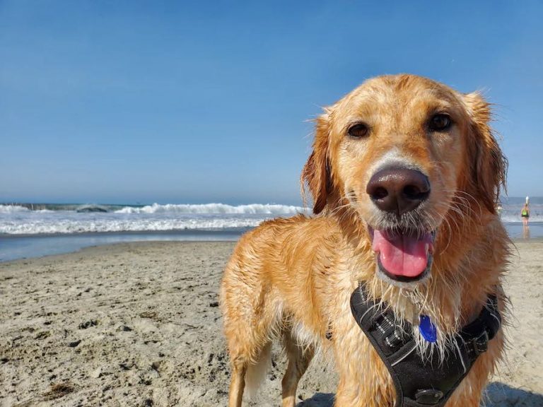 bretagne avec chien blog