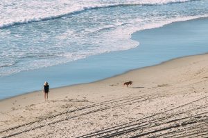 Bretagne avec chien blog