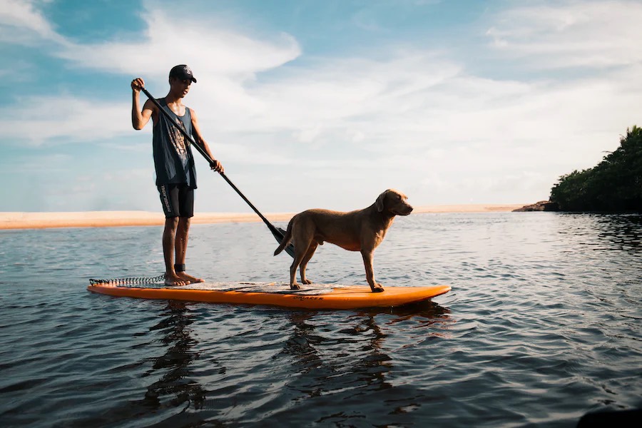 cani paddle activite accepte chien dijon