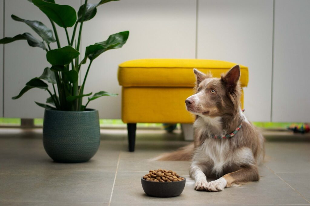 donner des croquettes chien mon dog advisor