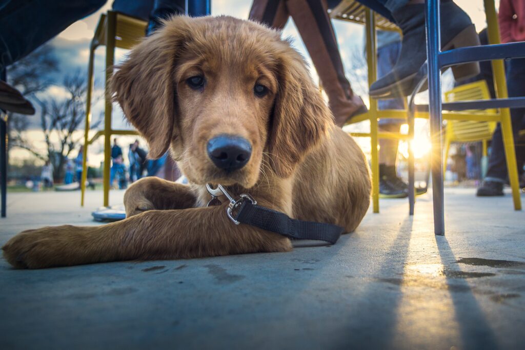 top-5-a-Paris-des-restaurants-qui-accepte-les-chiens