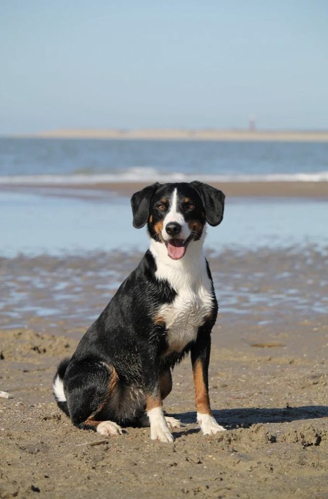 top 5 hébergements acceptent chien vendée blog