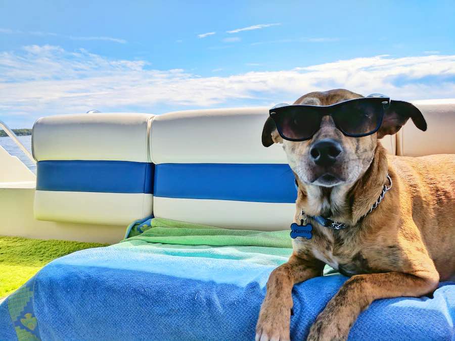 voyager avec son chien à marseille